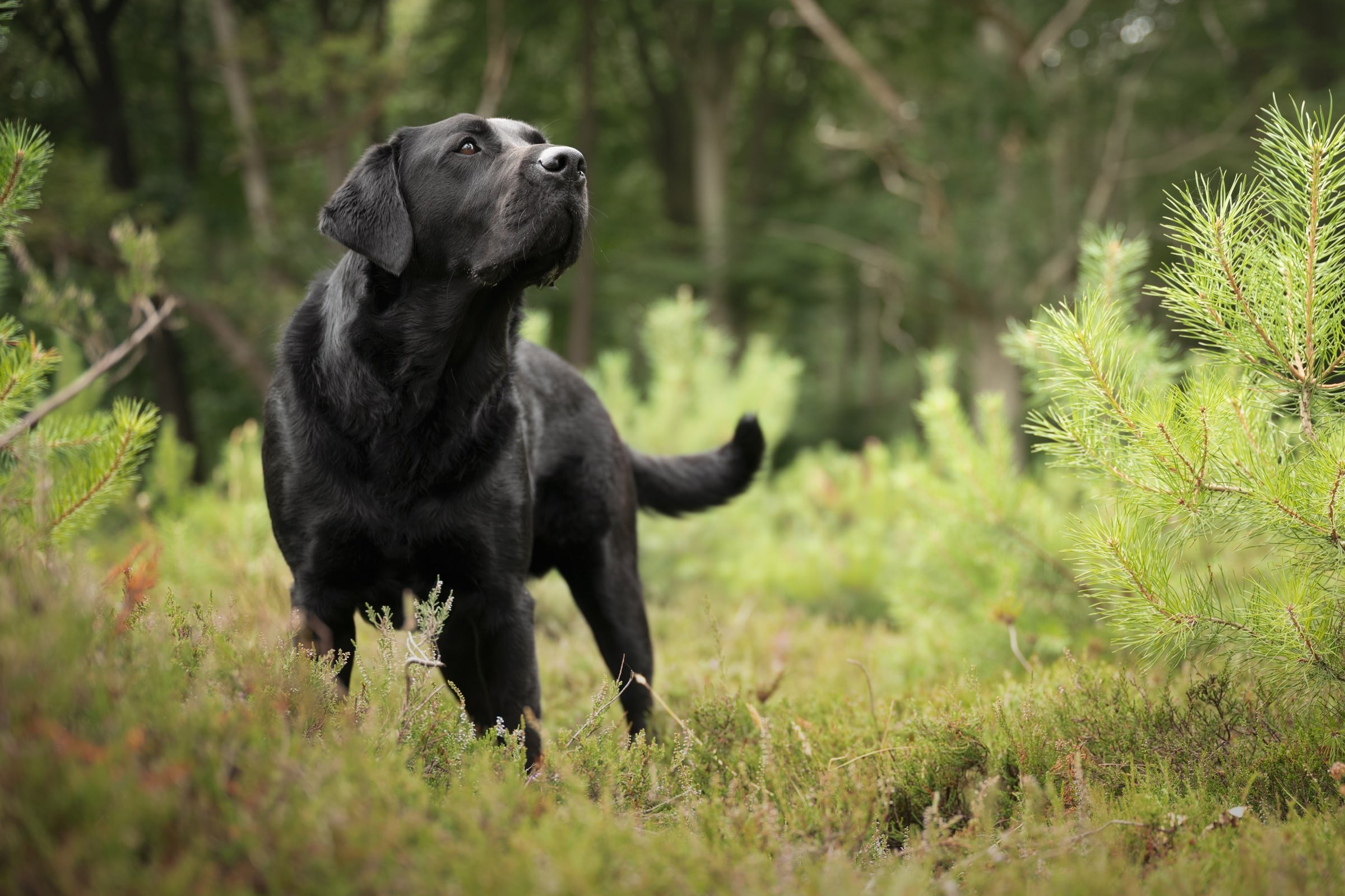 Een zwarte labrador staat tussen de heide en jonge dennen en kijkt omhoog