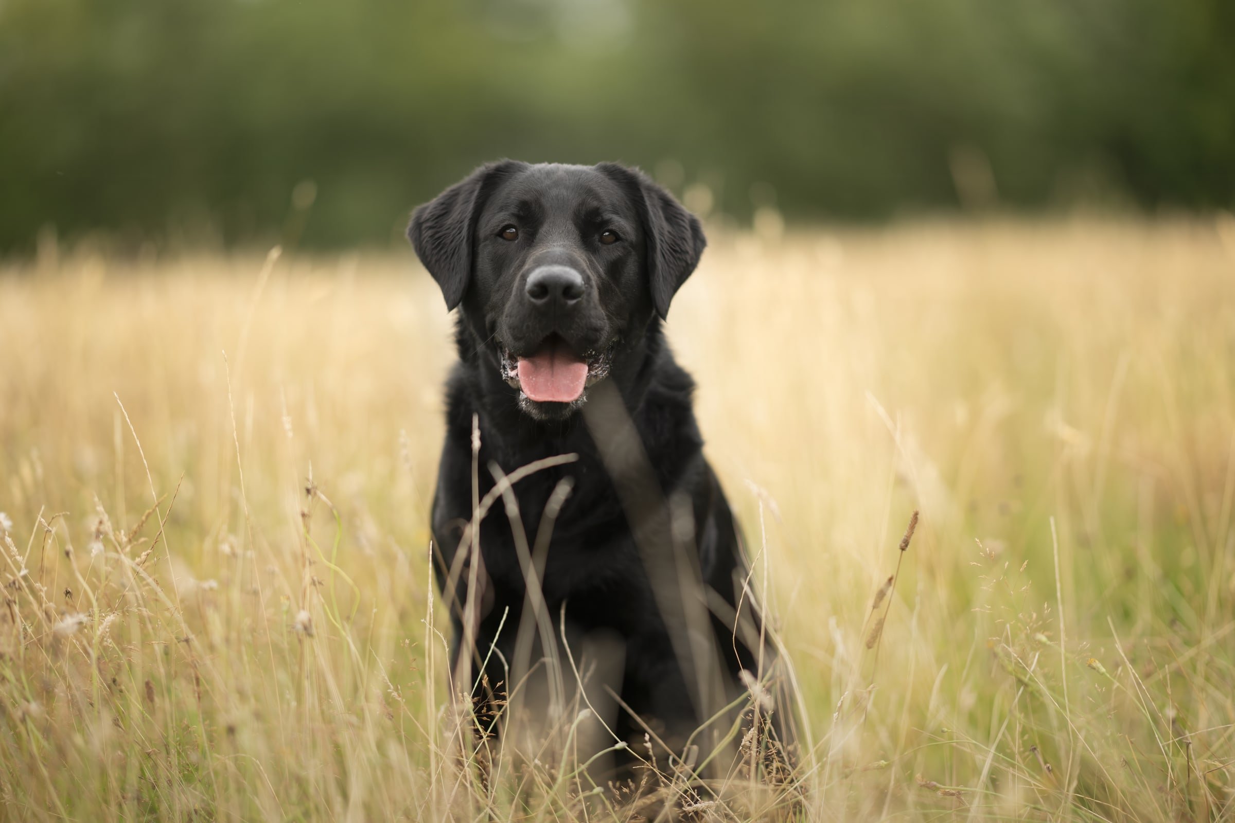 Een zwarte labrador zit in hoog, goudgeel gras aan de rand van een veld